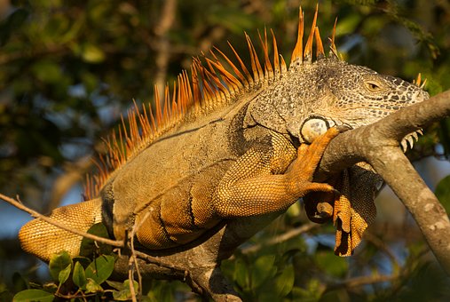 Free Iguana Lizard photo and picture