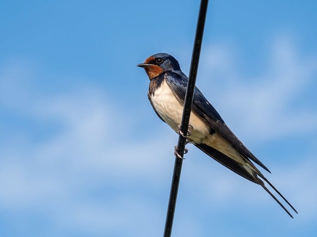 Free Barn Swallow Bird photo and picture