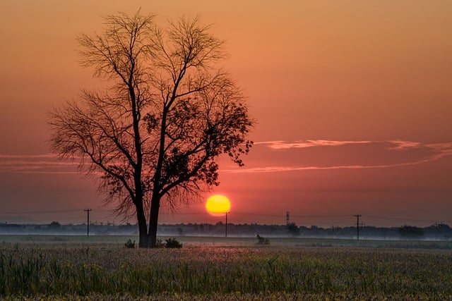 Free Tree Sunrise photo and picture