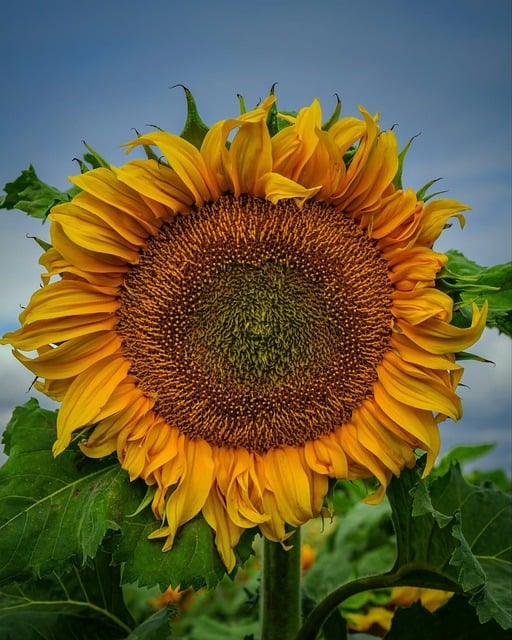 Free Sunflower Blooming photo and picture