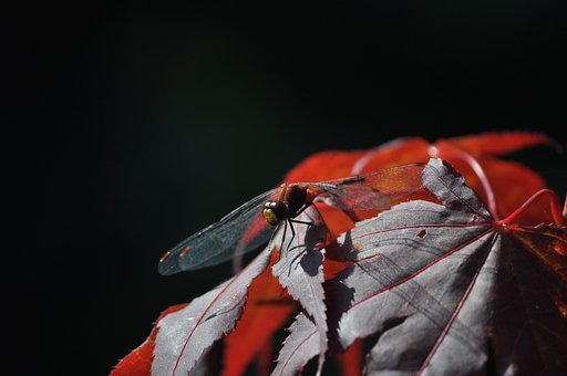 Free Dragonfly Red Leaves photo and picture