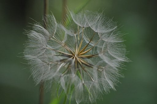 Free Dandelion Detail photo and picture