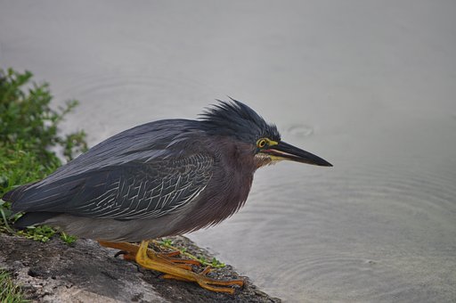 Free Bird Nature photo and picture
