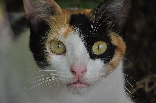 Free Cat Pet photo and picture