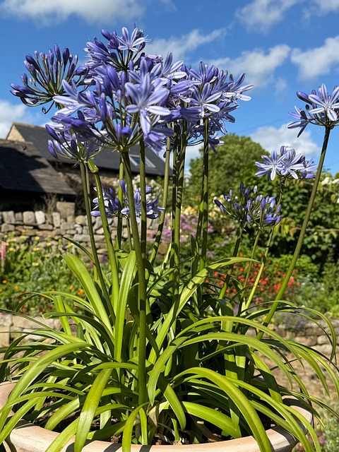Free Agapanthus Flower photo and picture