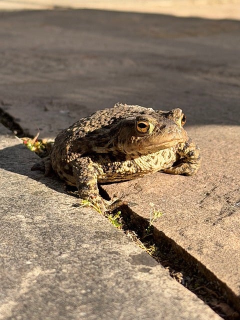 Free Toad Nature photo and picture