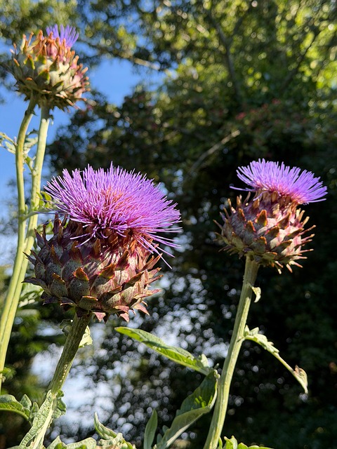 Free Thistle Flower photo and picture
