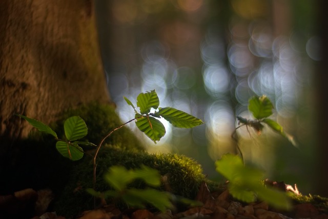 Blatt, Natur, Laub, Flora, Pflanzen