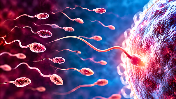 Fertilidade, Espermatozóide