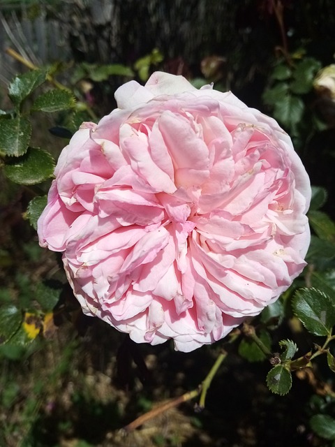 Free Rose Flower photo and picture