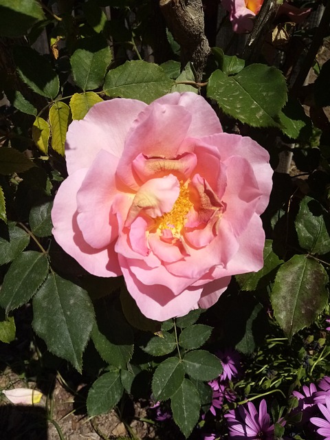 Free Flower Rose photo and picture
