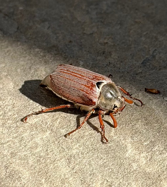Free Beetle May photo and picture