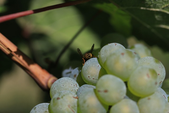 Free Wasp Grapes photo and picture