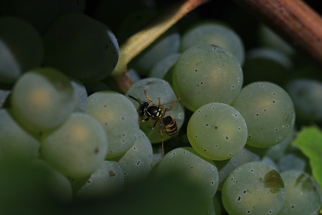 Vid, Avispa, Uvas, Hojas, Naturaleza