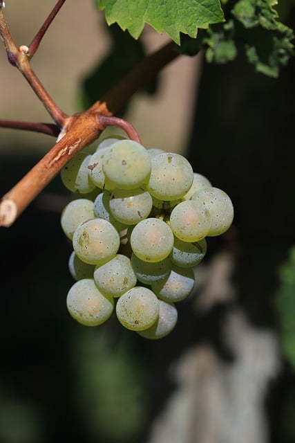 Free Grape Ripeness photo and picture