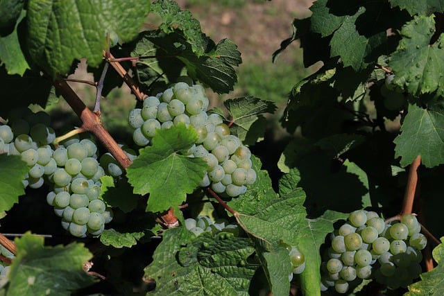 Free Grape Green photo and picture