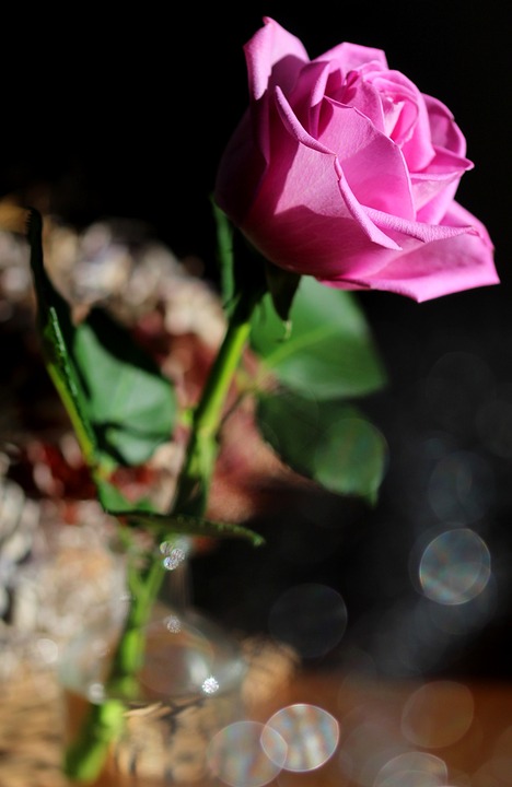 rose-pink-color-nature-free-photo-on-pixabay