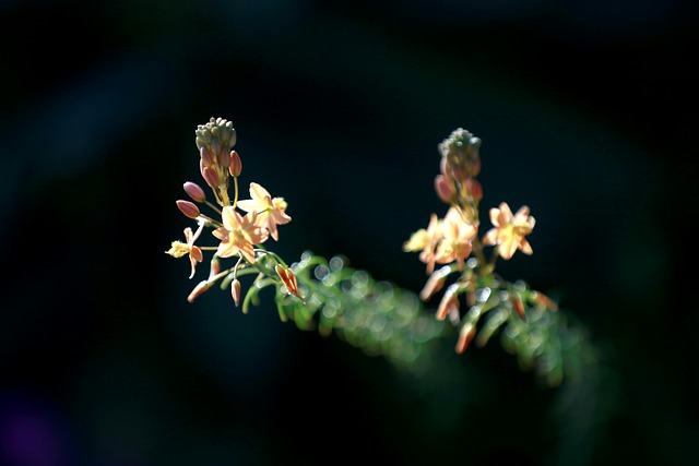 Free Flower Plant photo and picture