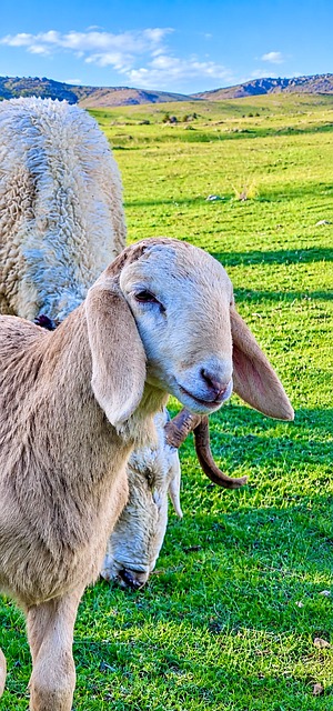 Free Lamb Sheep photo and picture