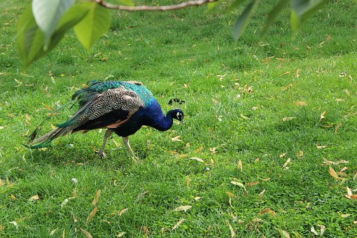Free Peacock Grass photo and picture