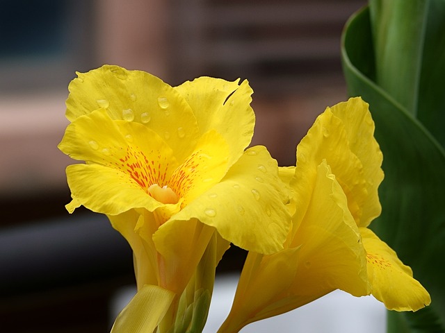 黄色花朵, 花瓣, 水滴, 自然, 红色斑点, 三重花, 刚浇过水, 微距摄影