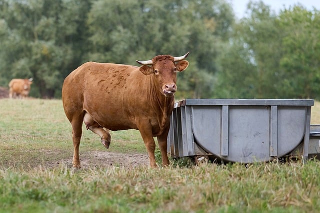 Kuh, Braun, Hörner, Weide, Futtertrog
