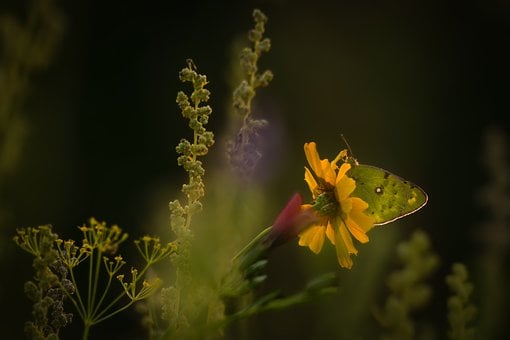 Schmetterling, Natur, Blume, Feld