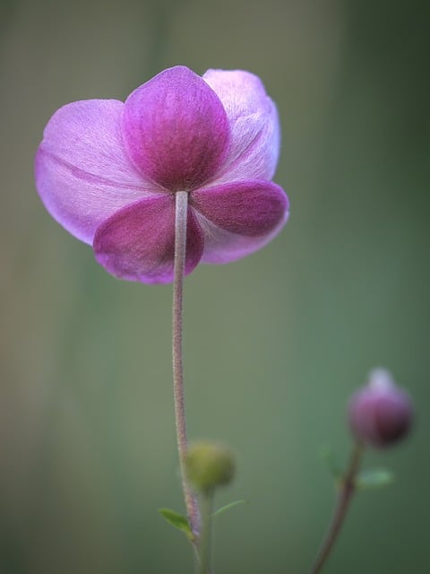Anemone, Blüte, Blume, Nahaufnahme