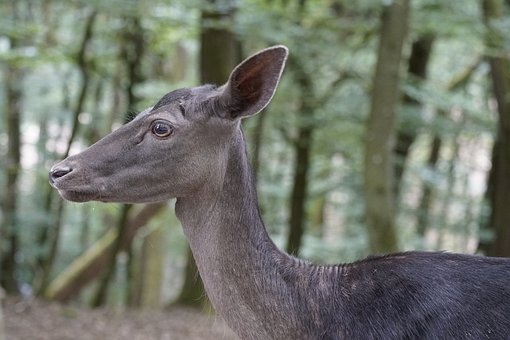 Jelen, Příroda, Les, Divoká Zvěř, Samice