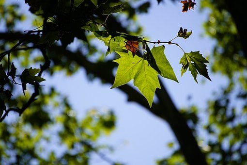Árvore, Folha, Natureza, Folha Voadora
