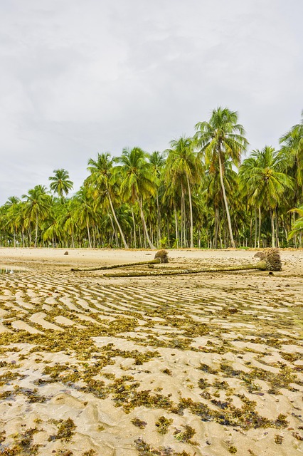 Strand, Kokospalmer, Sand, Tropisk