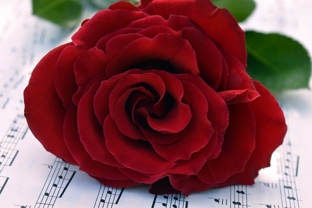 Free Red Rose Flower Wallpaper photo and picture