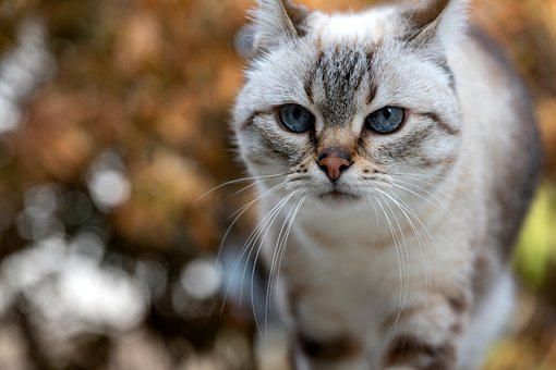 Free Cat Blue Eyes photo and picture