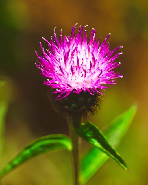 Free Thistle Purple photo and picture