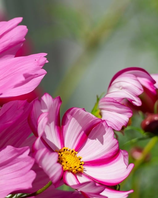 Free Pink White photo and picture
