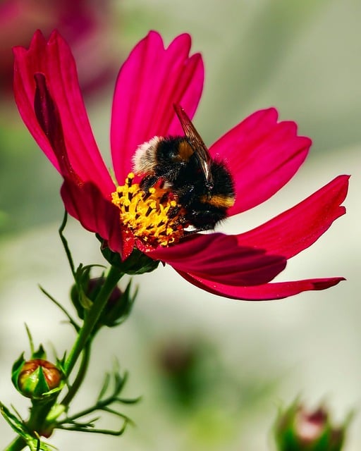 Free Bee Bumblebee photo and picture