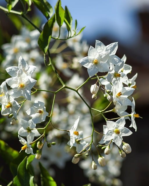 Free White Flowers Star-Shaped photo and picture