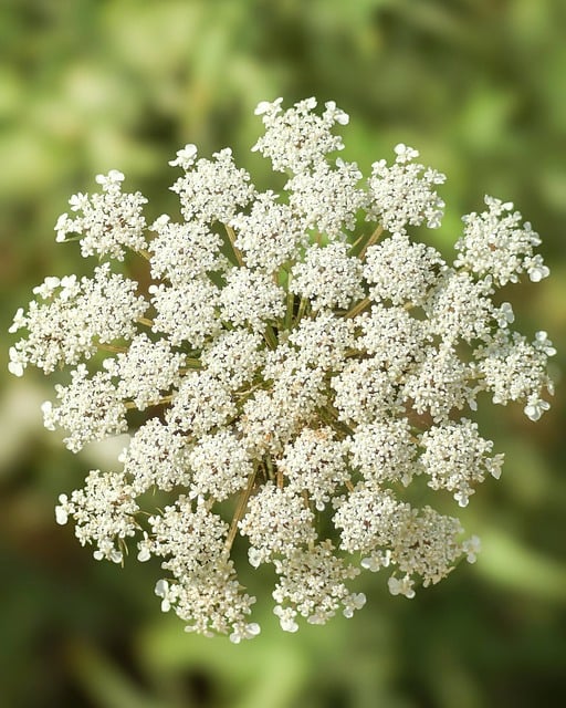 Free White Flower Wild Carrot photo and picture
