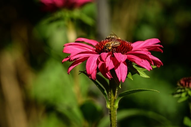 花, 蜜蜂, 粉红色, 飞行, 花卉背景, 夏天, 自然, 花壁纸, 花园