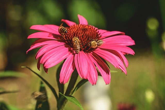 Free Flower Bees photo and picture