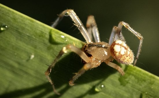 Free Spider Nature photo and picture