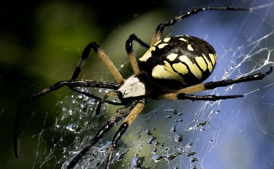 Free Spider Arachnid photo and picture