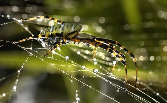 Free Spider Spider Web photo and picture
