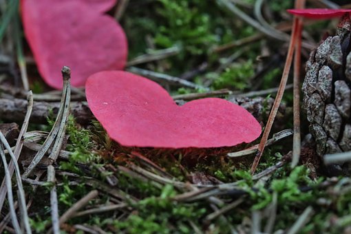 Free Nature Plant photo and picture