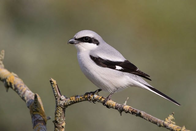 Free Bird Shrike photo and picture