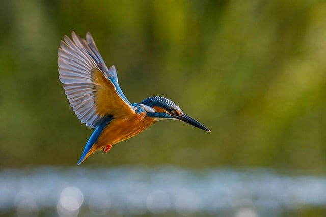 Isfugl, Fugl, Flyvning, Naturlig