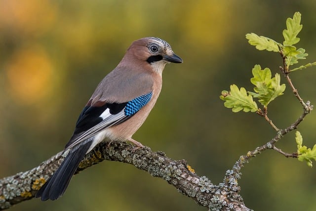 Free Bird Jay photo and picture