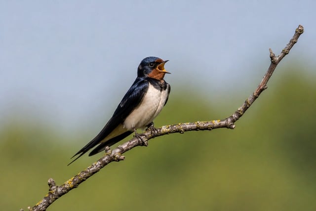 Free Swallow Bird photo and picture