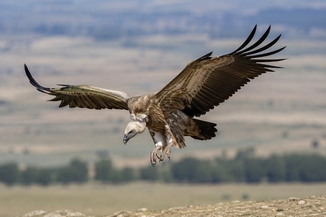 Free Raptor Vulture photo and picture