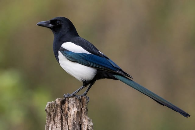 Free Magpie Bird photo and picture